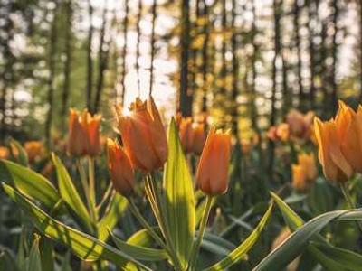 I tested a $5 phone fix dongle that made bold promises - here's the truth