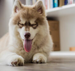 Indie Cloud