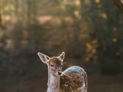 This portable SSD has a magnetic superpower that makes it a must-have for iPhone users