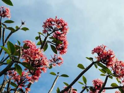 Enjoy Three Hours of Free Nature Videos Narrated by David Attenborough