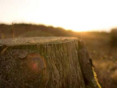 Curata
